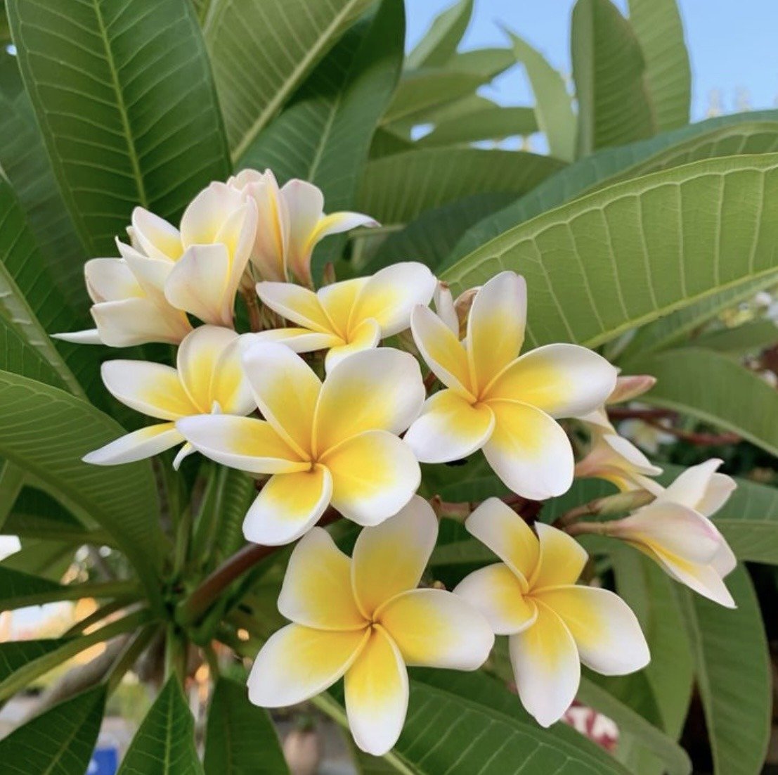 WhatsApp Image 2025-05-19 at 11.25.12_2bde783b