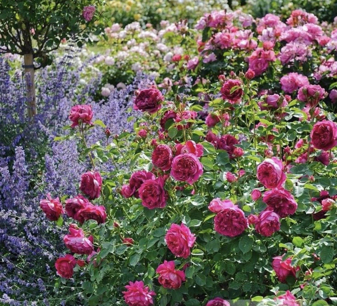 WhatsApp Image 2025-05-19 at 11.25.13_56ac2ea9